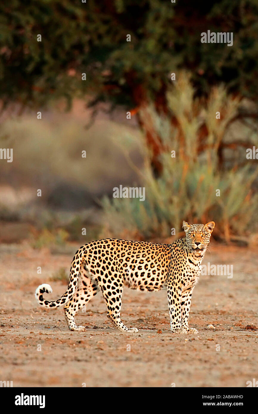Auf Nahrungssuche, Leopard (Panthera leo) Banque D'Images