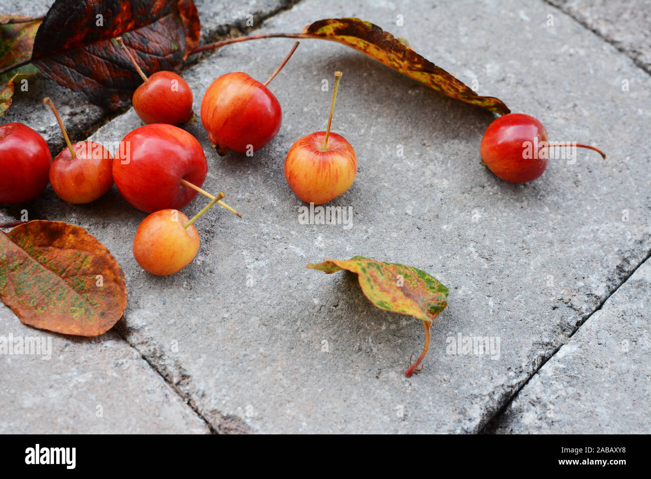 Les pommes du crabe jaune et orange avec feuillage d'automne sur un sentier en pierre en automne Banque D'Images