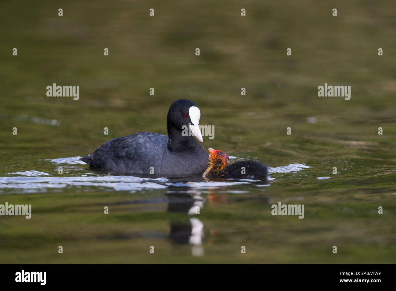 Coot Fulica atra ; Jeunes ; alimentation ; UK Banque D'Images