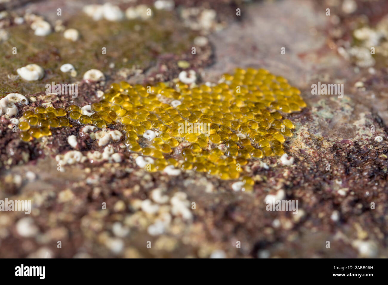 Cornish Sucker Fish ; Lepadogaster purpurea ; oeufs ; UK Banque D'Images