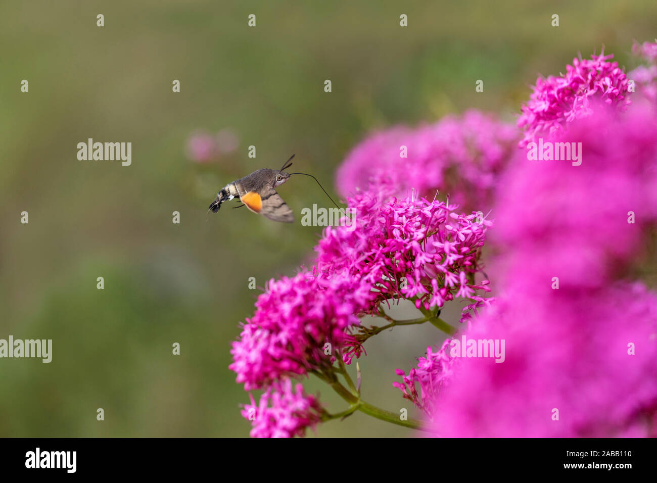 Sphynx Macroglossum stellatarum Hummingbird ; ; ; Valériane rouge planant à UK Banque D'Images