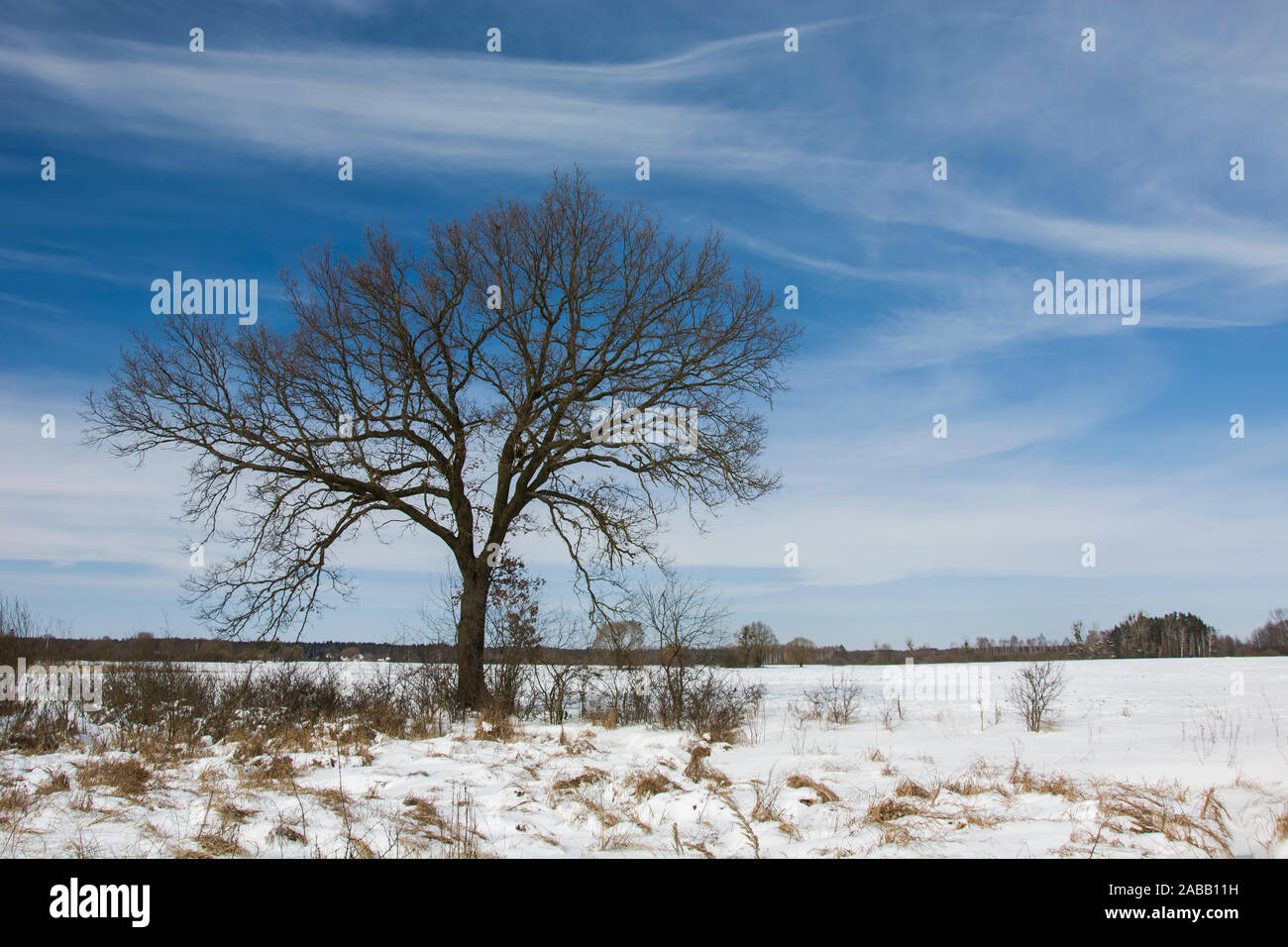 Sans les feuilles de chêne et de la neige dans le domaine Banque D'Images