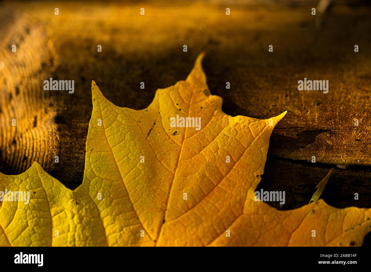 la feuille d’automne Banque D'Images