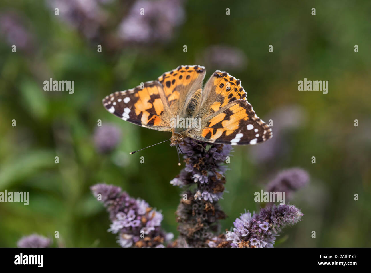 Papillon belle dame ; Vanessa cardui ; sur Fleur de menthe ; UK Banque D'Images