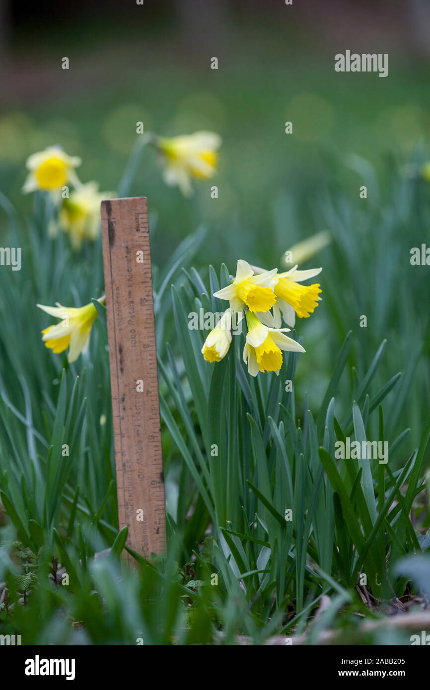 La JONQUILLE Narcissus pseudonarcissus sauvages ; ; ; Cornwall UK Banque D'Images