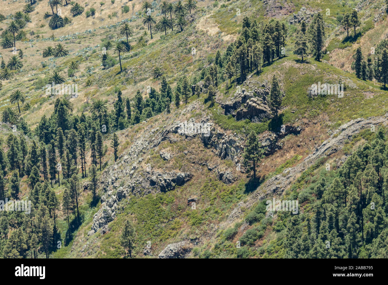 Vue aérienne de Los Roques - lieu de culte à proximité du parc national de Garajonay à La Gomera. De pins avec des traces d'un grand feu. Les bosquets de lauriers une relique Banque D'Images