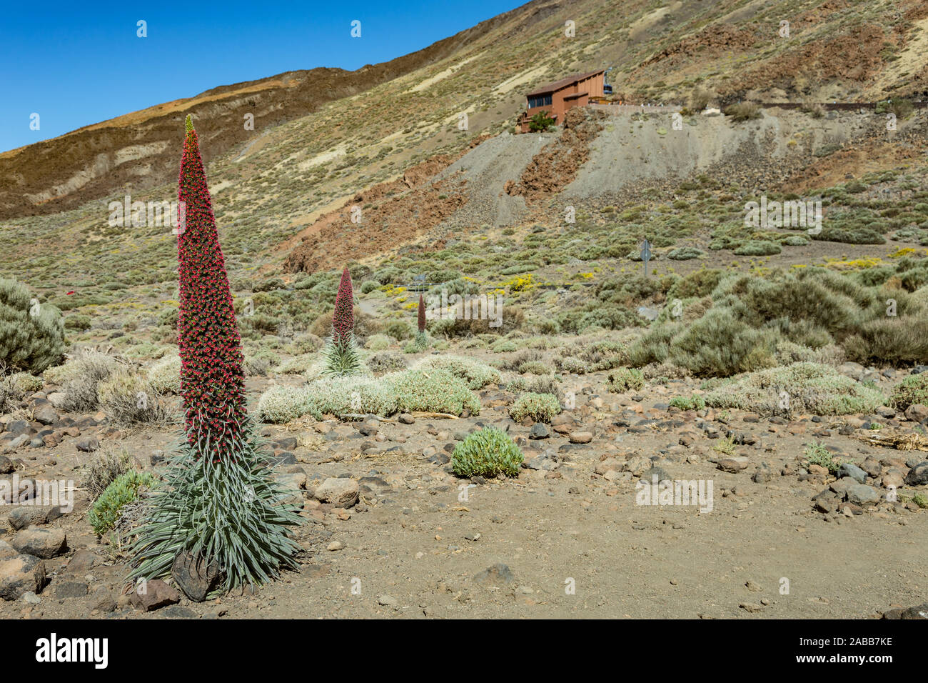 Belle fleur Tajinaste - Echium wildpreti. La fleur endémique est un symbole de la Parc National de Teide. Comme une bonne plante mellifère, c'est toujours surrou Banque D'Images