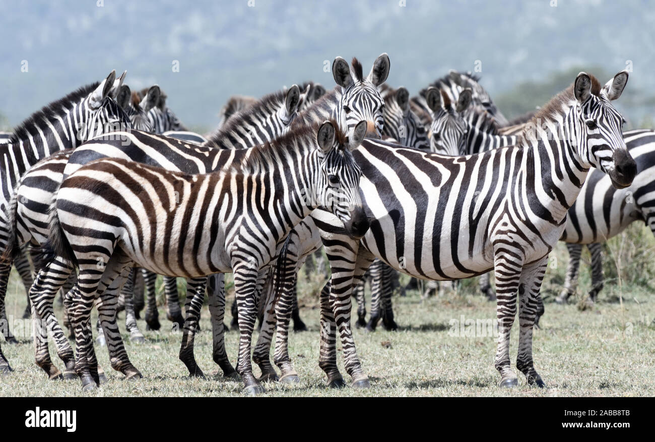 Un groupe de zébrures de plaines (Equus quagga, anciennement Equus burchellii) s'arrête pendant leur migration. Parc national du Serengeti, Tanzanie. Banque D'Images