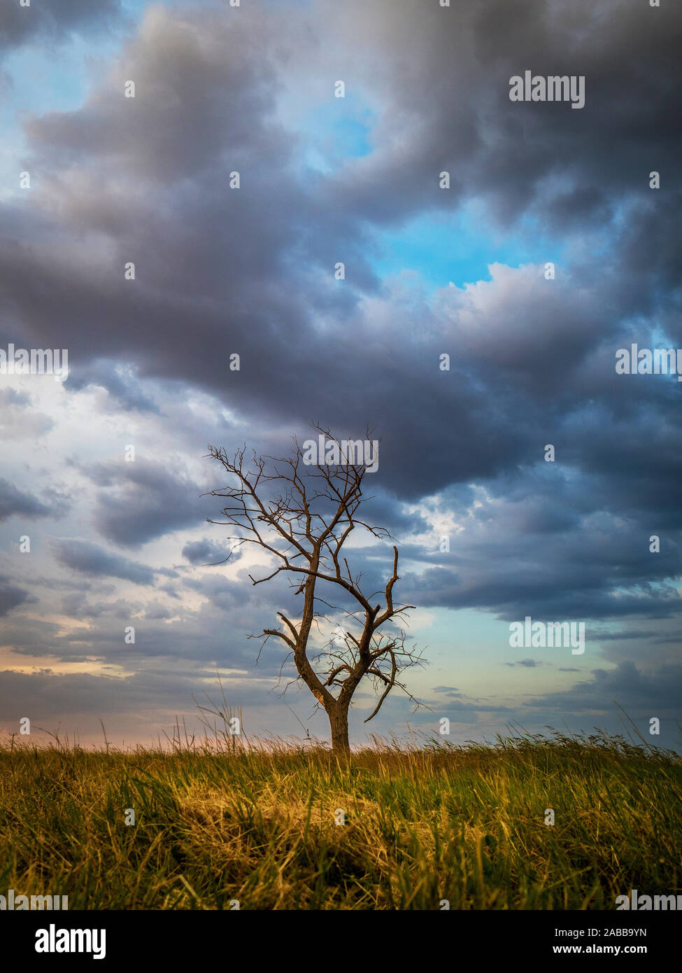 Seul arbre dans un pré au coucher du soleil, Grèce Banque D'Images
