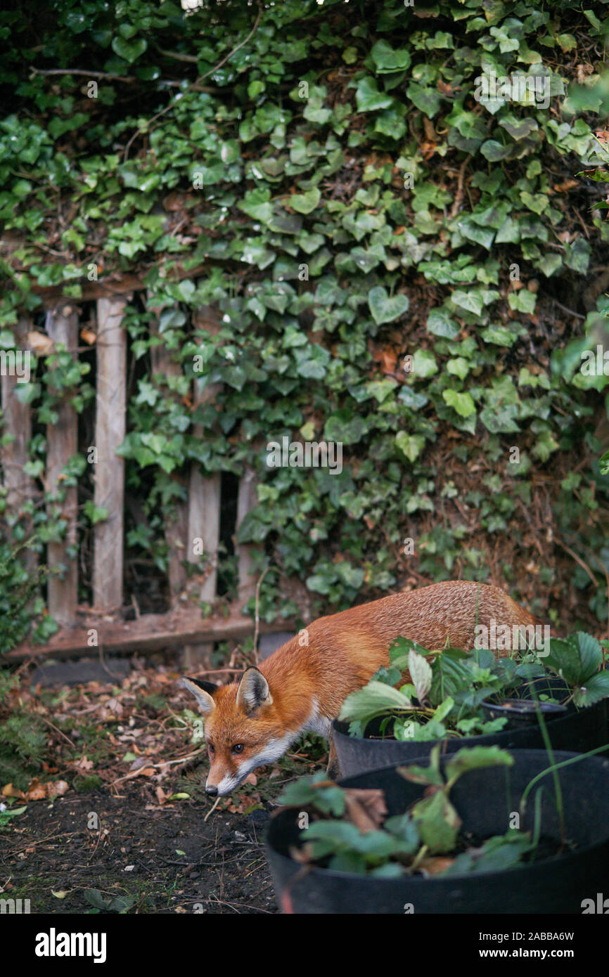 Wild fox furtivement dans un jardin, England, UK Banque D'Images