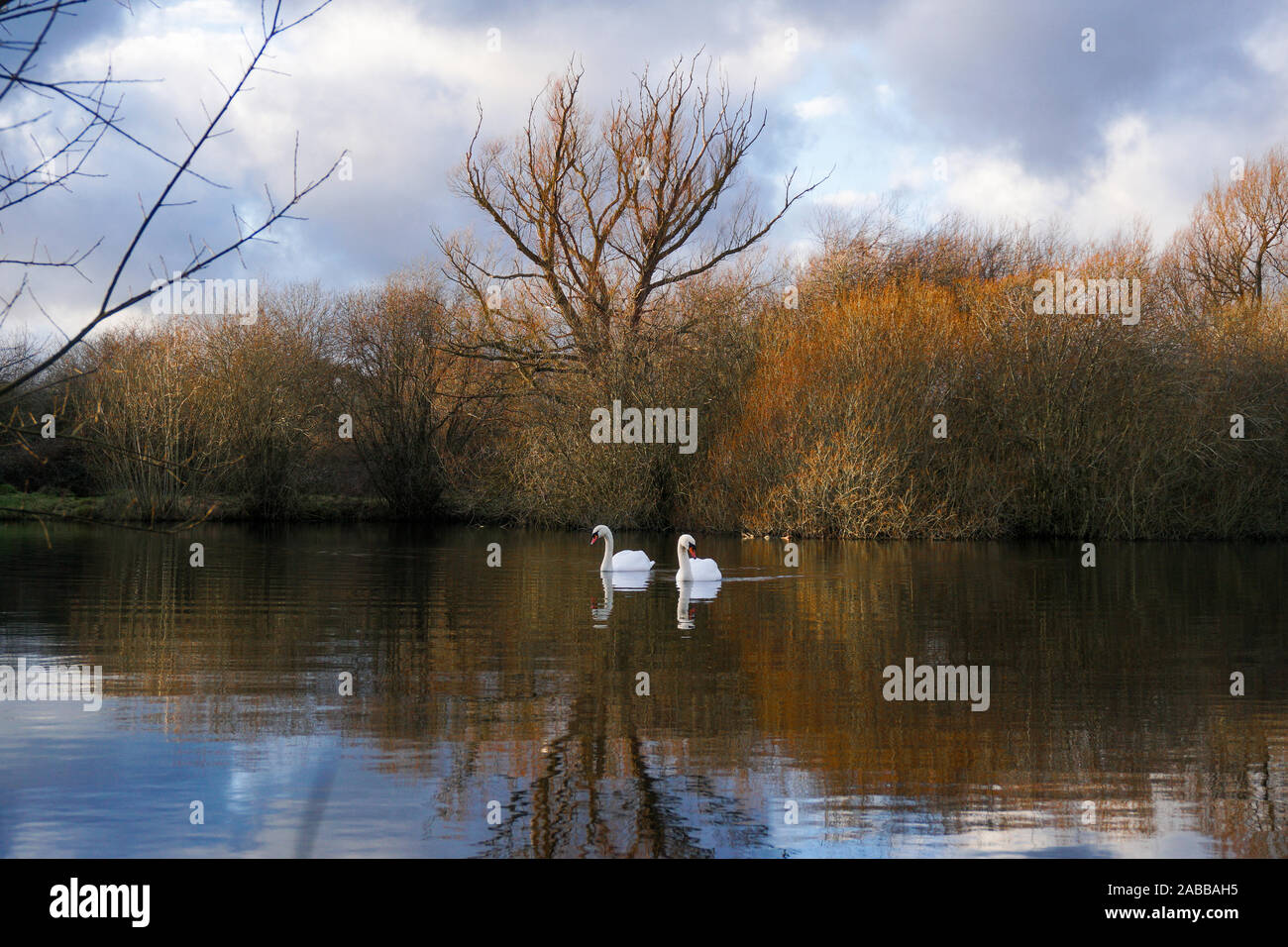 Deux cygnes tuberculés natation sur le lac en hiver, England, UK Banque D'Images