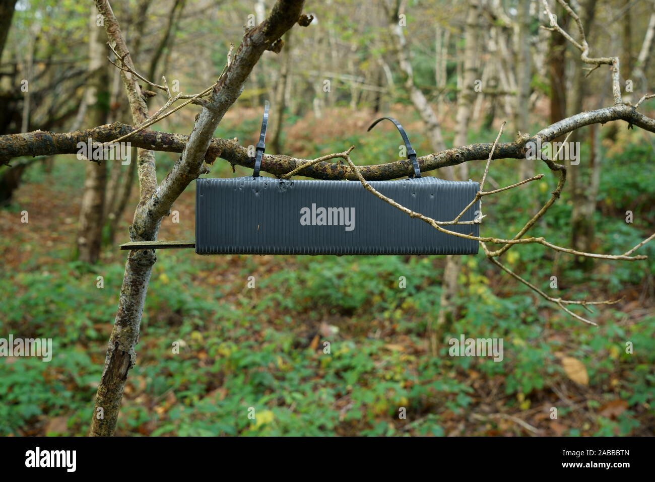 Une Dormeuse nichoir liée à une branche d'arbre en bois. Banque D'Images