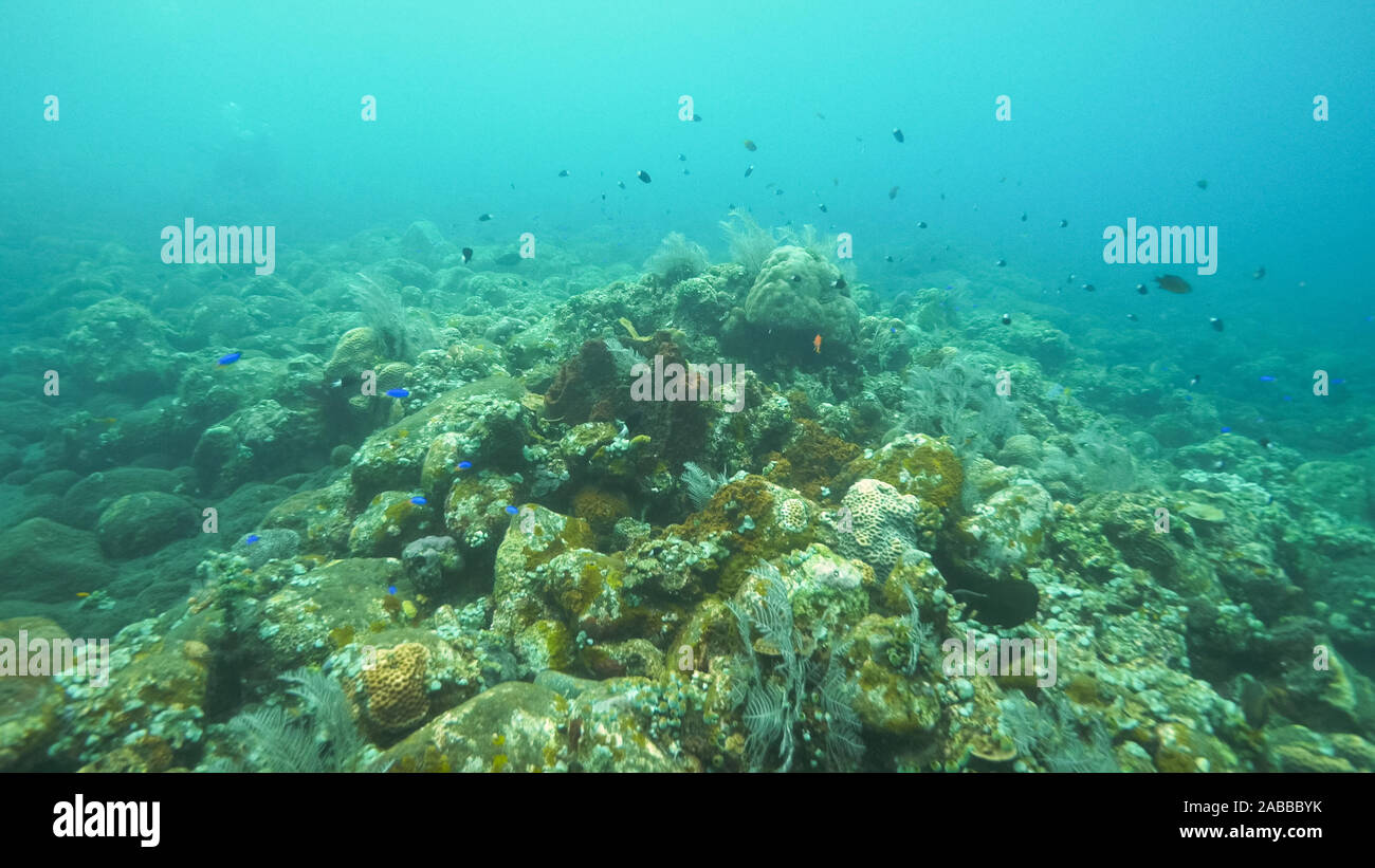Poissons de récif sur l'épave de tulamben sur liberty à Bali Banque D'Images