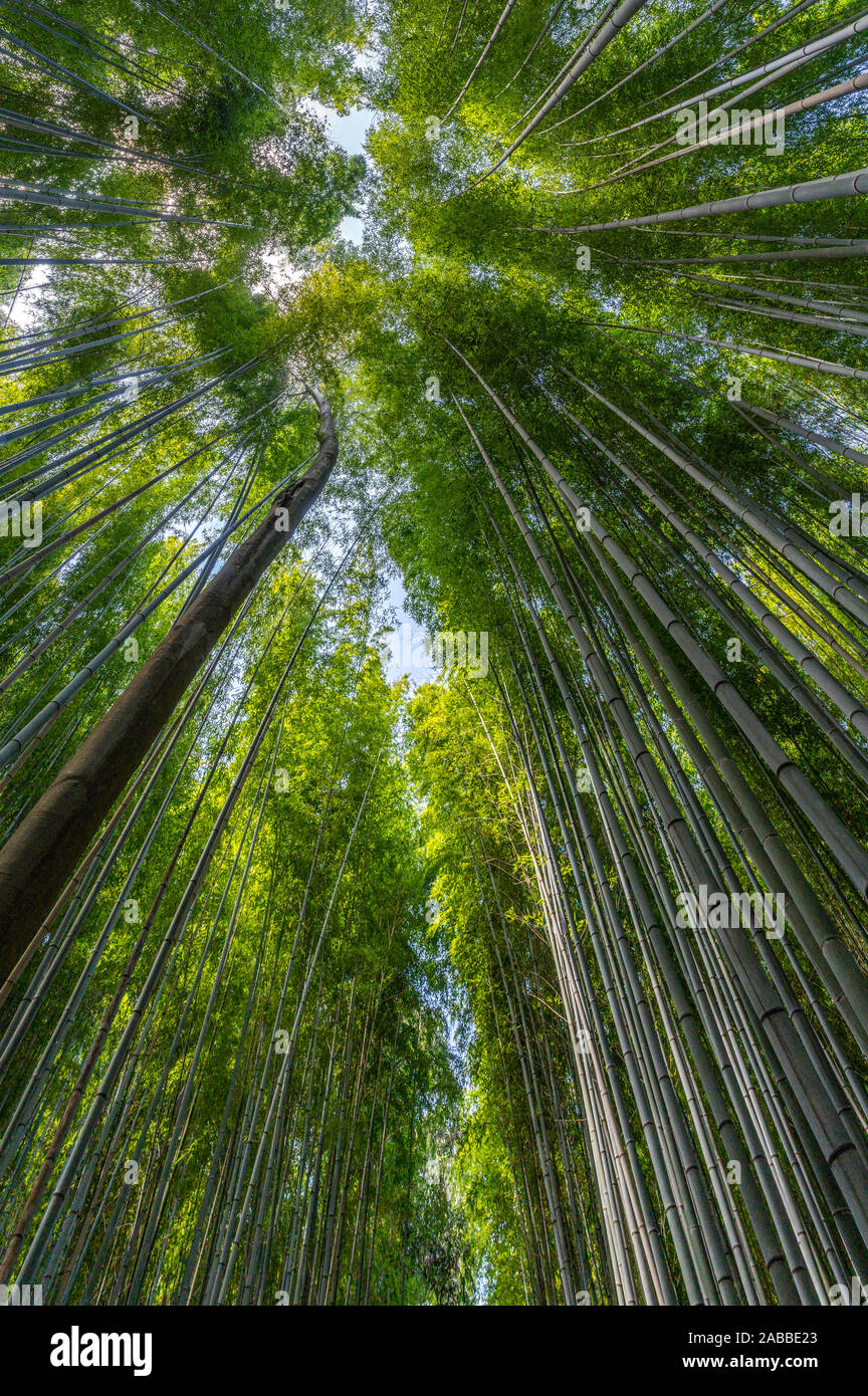 Forêt de bambou, ou Bamboo Grove Arashiyama Sagano ou forêt de bambou, est une forêt de bambou dans de Arashiyama, Kyoto, Japon. Banque D'Images