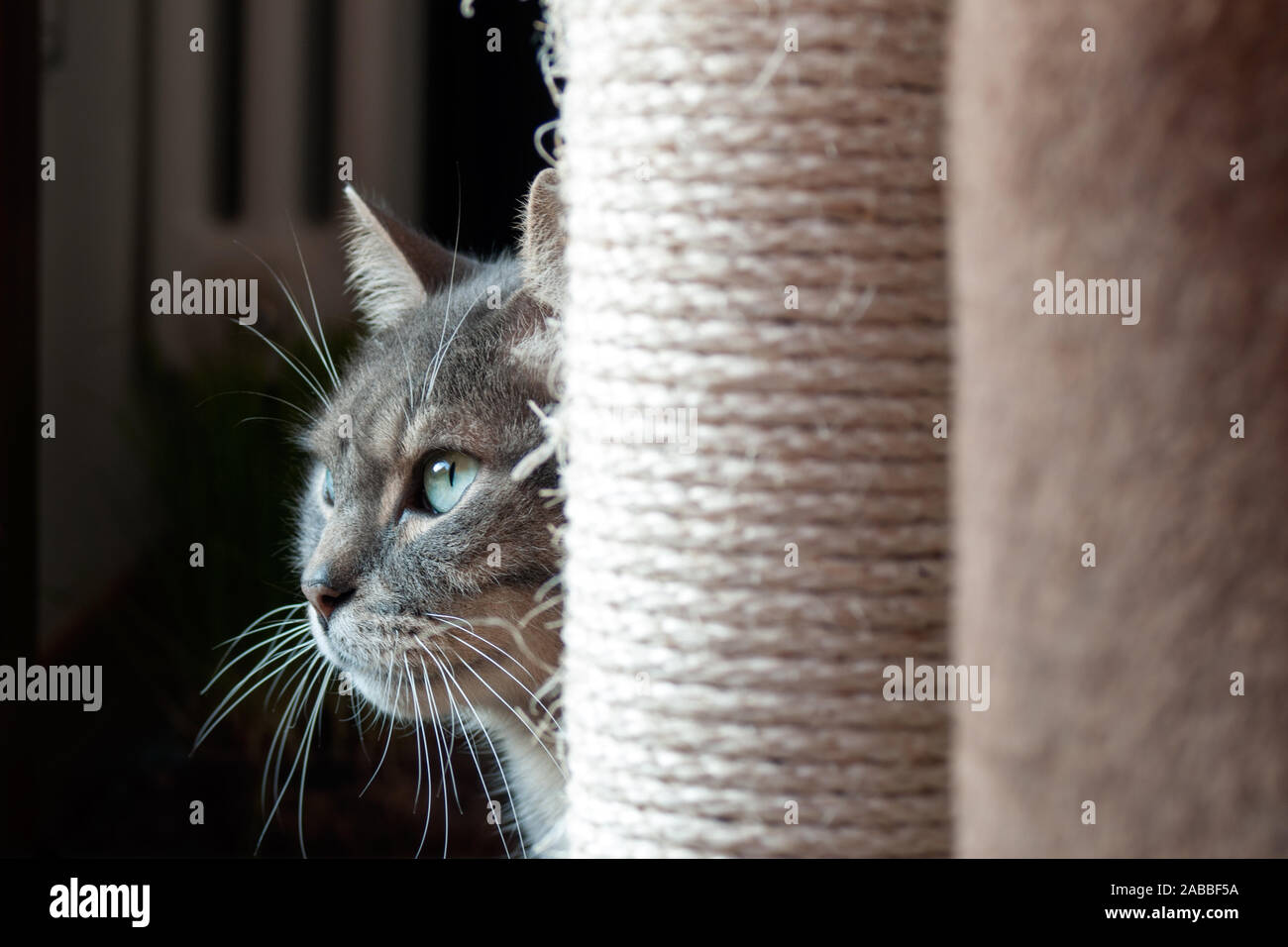 Beau chat timide se cache derrière son arbre à chat. la lumière de la lumière sur ses grands yeux verts et de longues wiskers Banque D'Images