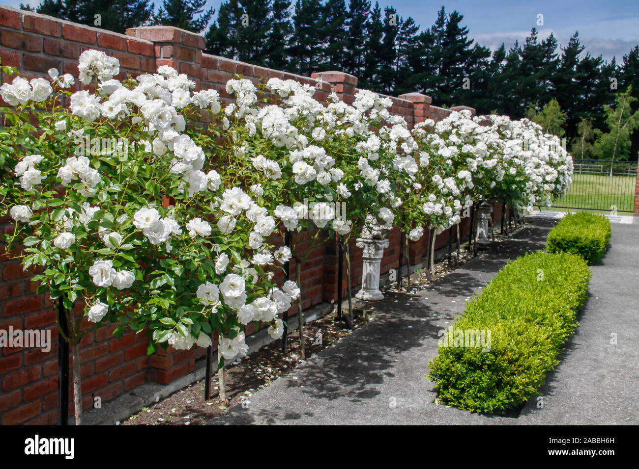 De plus en plus spéculatifs anglais fort en face d'une rangée de magnifiques fleurs abondantes de roses Iceberg standard protégé par le mur de brique rouge Banque D'Images