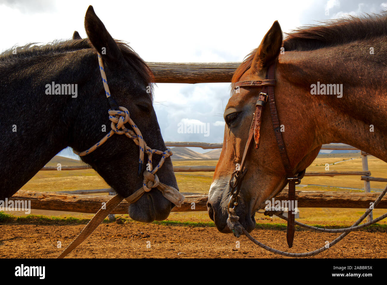 Deux chevaux face à face permanent lié à l'avant d'une clôture Banque D'Images
