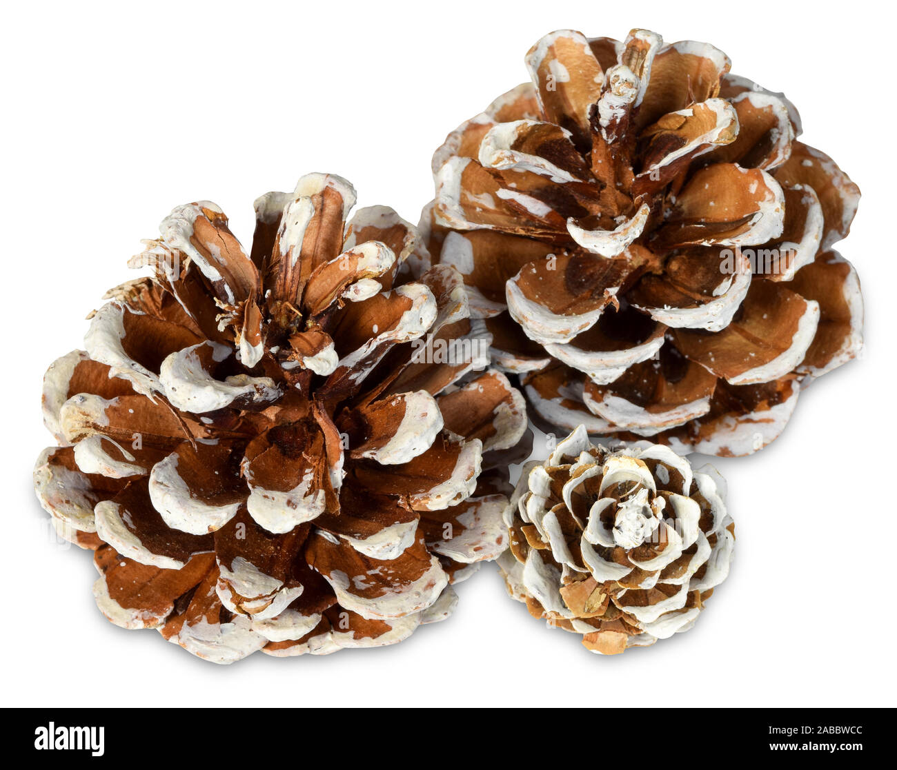 Les cônes du pin blanc brown reste joyeusement sur un fond blanc. Contient un chemin de détourage pour la facilité d'utilisation. Banque D'Images