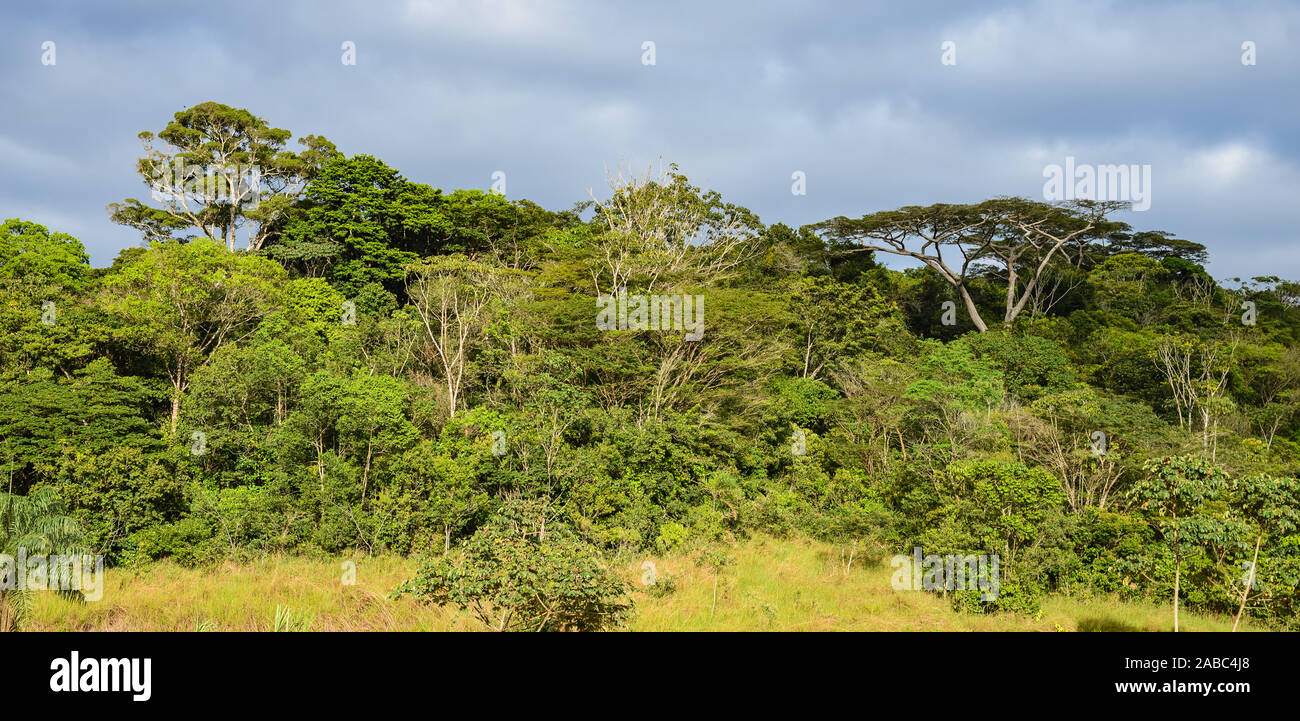 Canopée de la Forêt Atlantique dense. Bahia, Brésil, Amérique du Sud. Banque D'Images