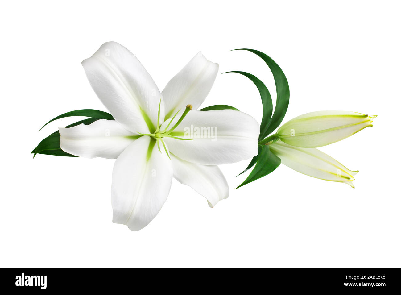 Fleur de lys blanc et de bourgeons avec feuilles vertes sur fond blanc  isolated close up, les lys Bouquet de Lys, motif floral, bordure décorative  Photo Stock - Alamy