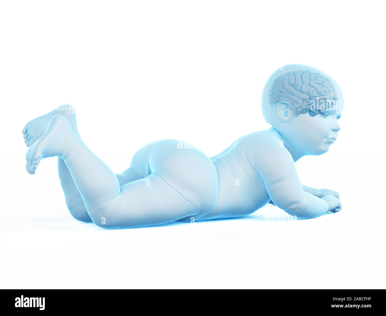 Médicalement en rendu 3d illustration précise du cerveau d'un bébé Banque D'Images