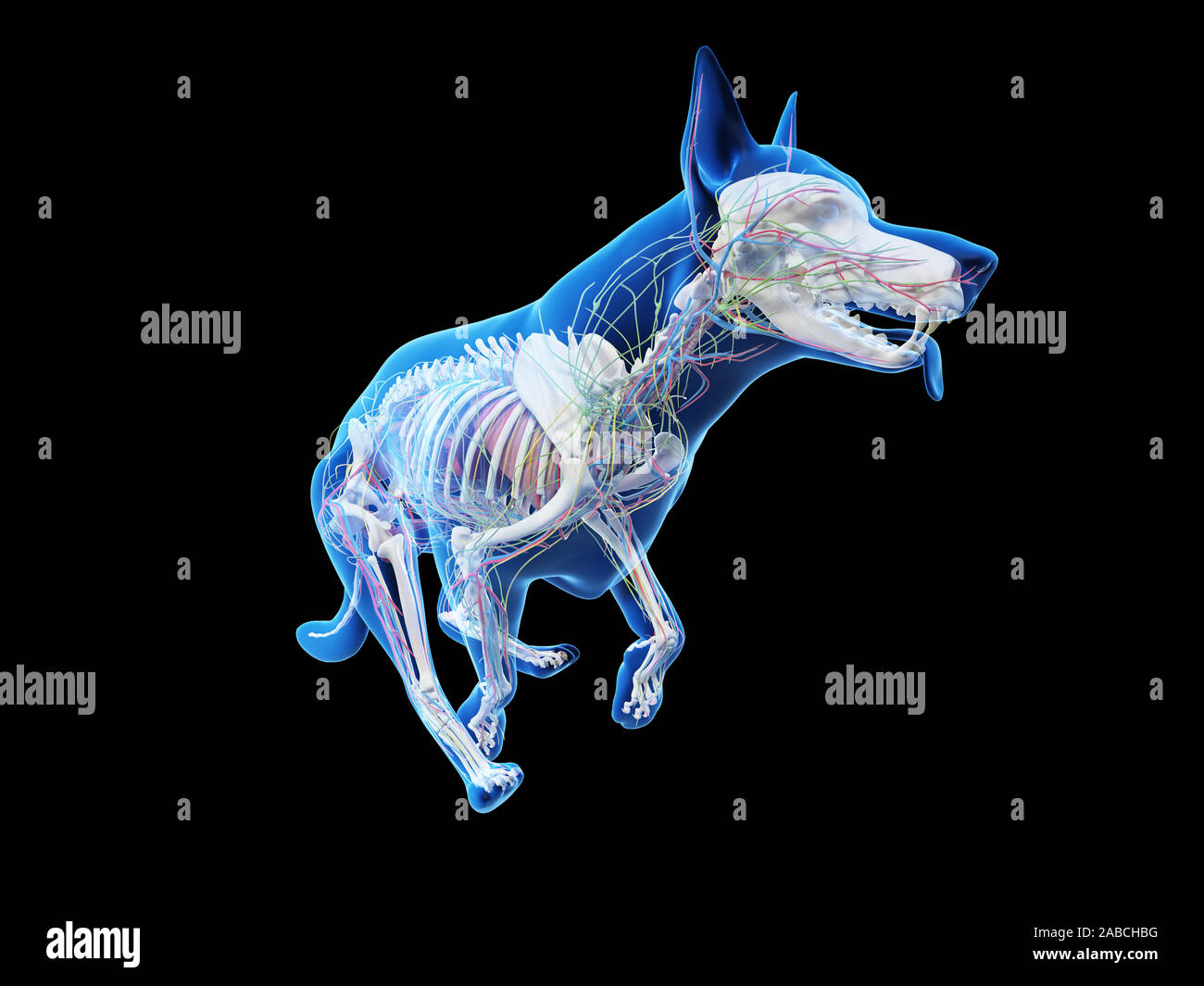 Médicalement en rendu 3d illustration d'un précis de l'anatomie interne des chiens Banque D'Images