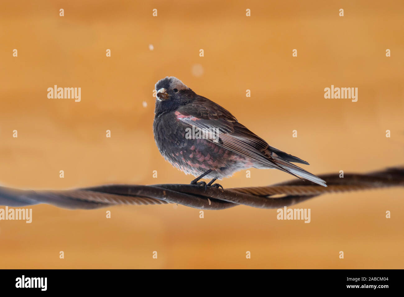 Roselins Leucosticte atrata Black Walden, Colorado, United States 30 avril 2019 mâles adultes Fringillidae Banque D'Images