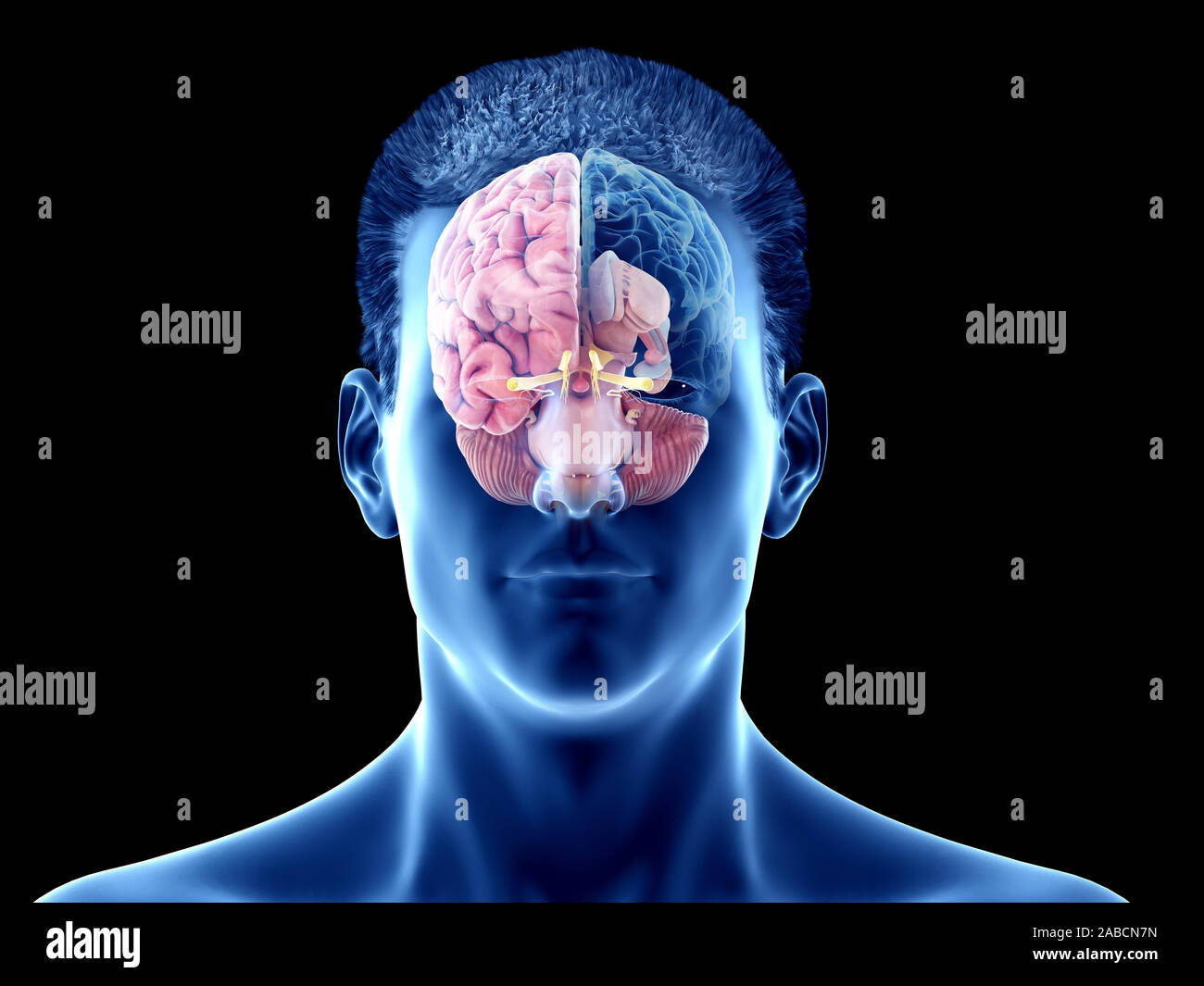 Rendu 3D précis médicalement illustration de l'anatomie du cerveau - l'anatomie interne Banque D'Images