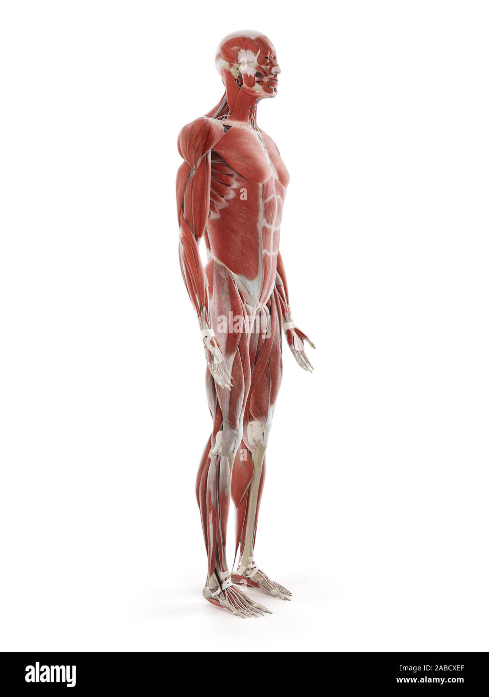 Médicalement en rendu 3d illustration de la précision du système musculaire humaine Banque D'Images