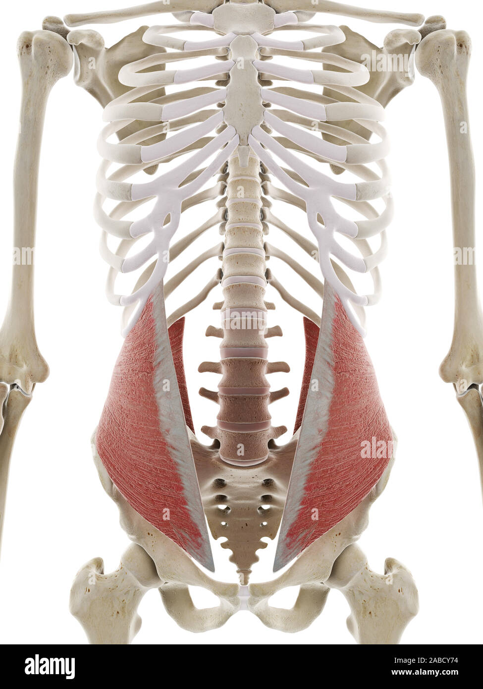 Médicalement en rendu 3d illustration de la précision des muscles abdominaux obliques interne Banque D'Images