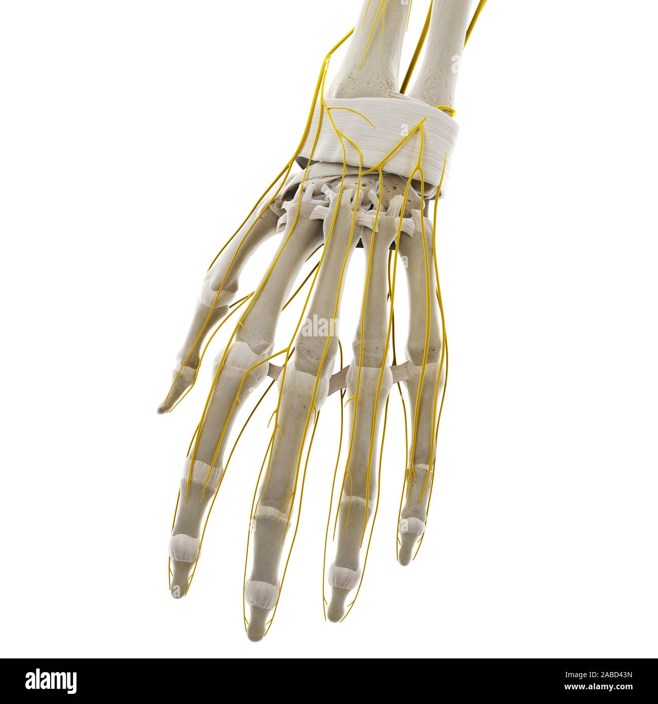 Médicalement en rendu 3d illustration précise des nerfs de la main Banque D'Images