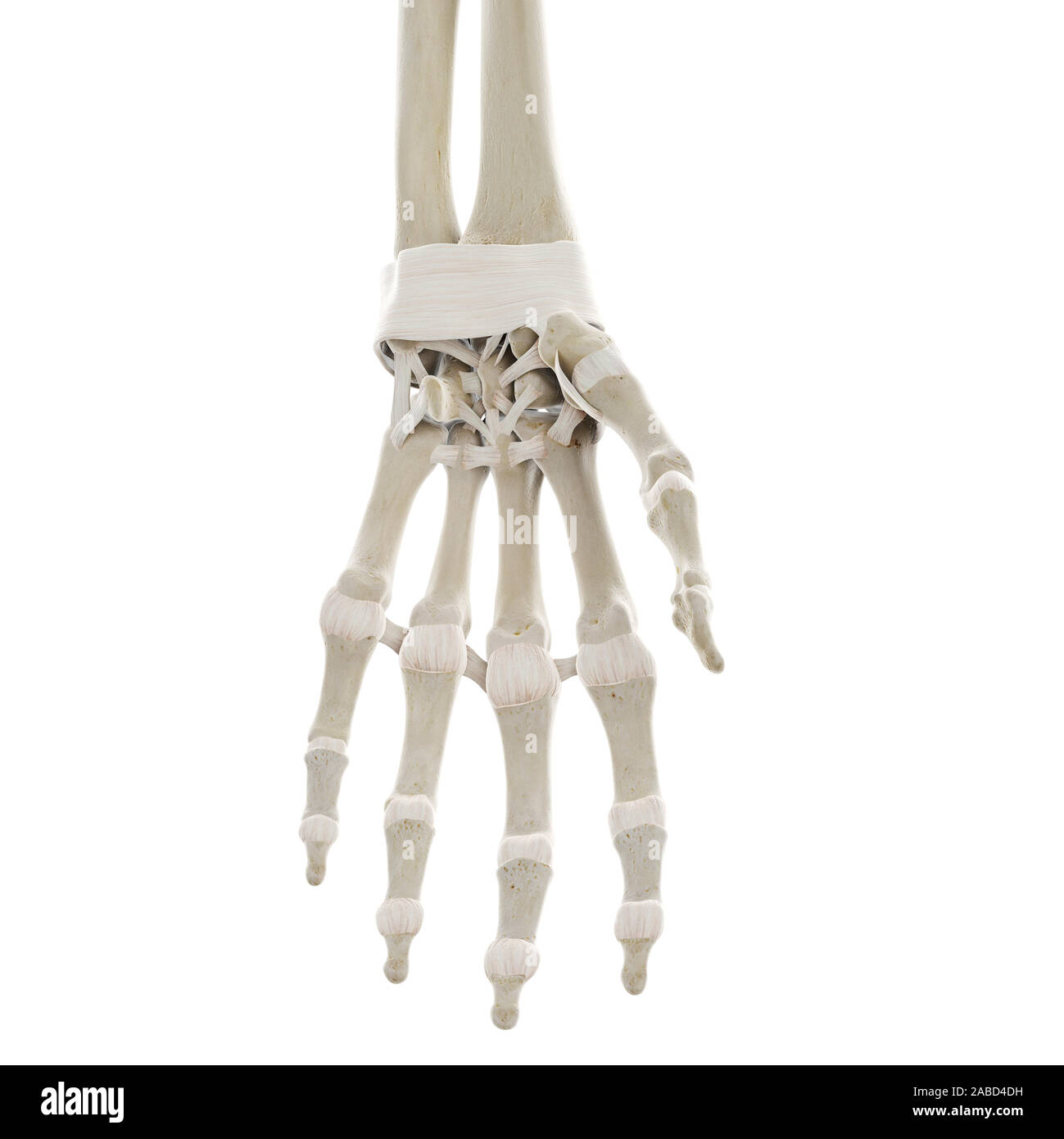 Médicalement en rendu 3d illustration de la précision des ligaments de la main Banque D'Images