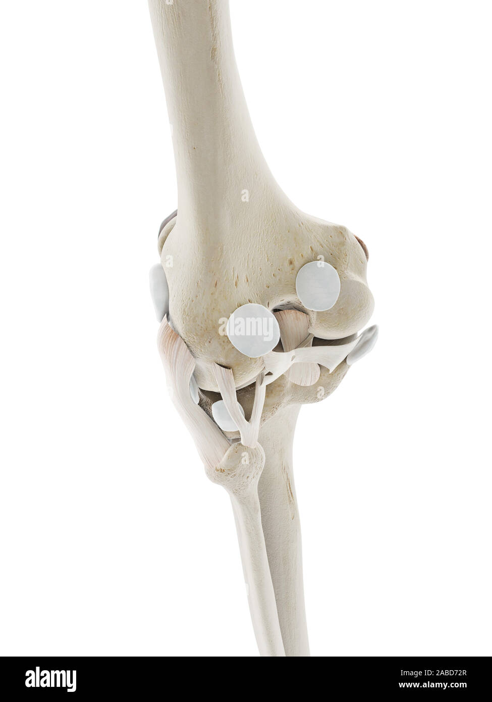 Médicalement en rendu 3d illustration de la précision des ligaments du genou Banque D'Images