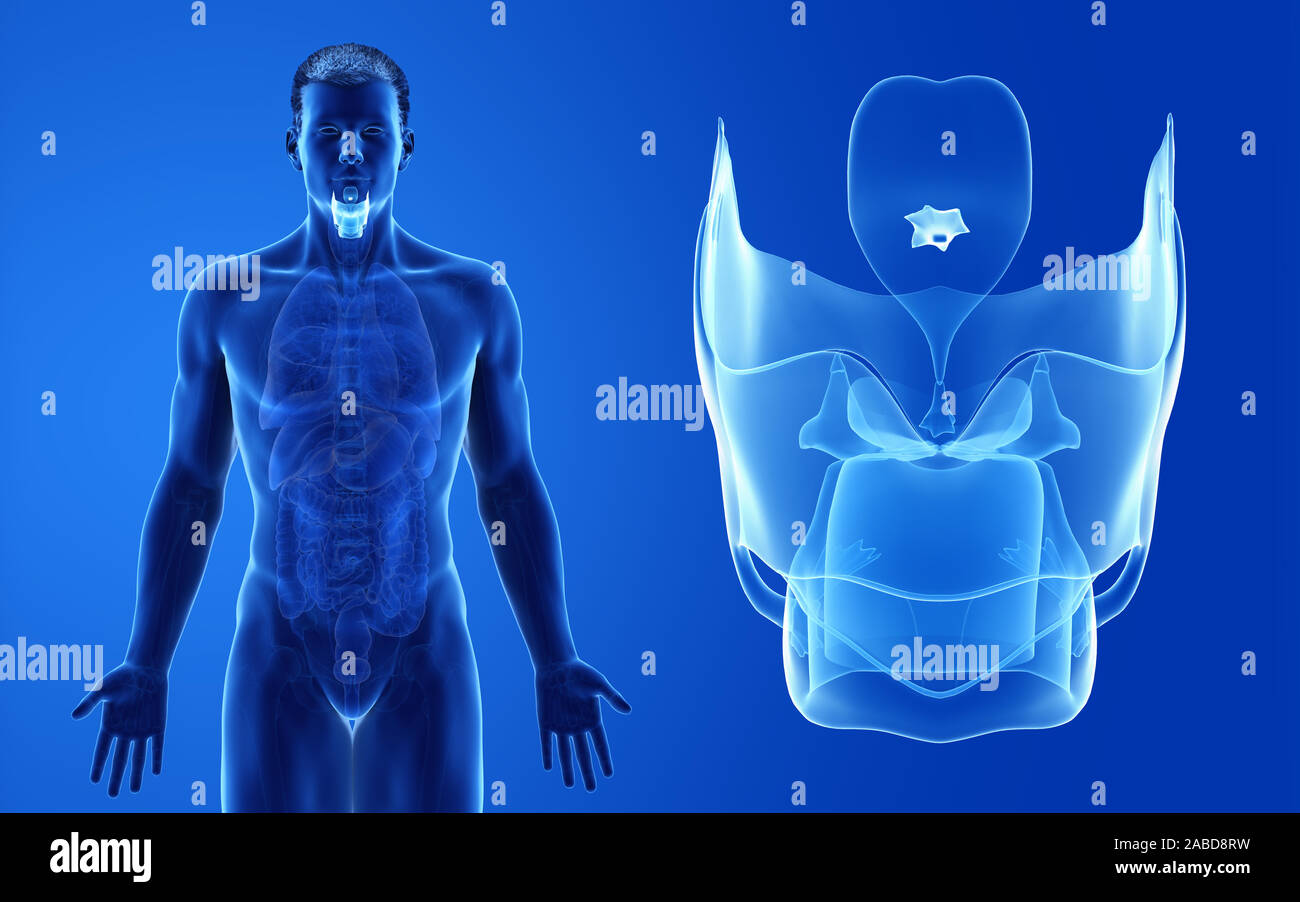 Médicalement en rendu 3d illustration de l'homme précis du larynx Banque D'Images