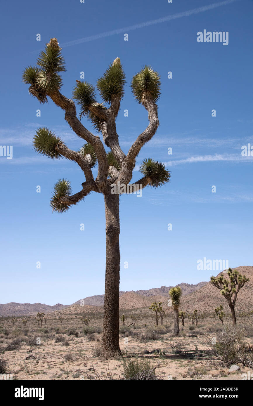 Der Joshua-Tree-Nationalpark ist eine Wüstenlandschaft im Südosten Kaliforniens, die den der Übergang Mojave-Wüste Colorado-Wüste und der bil Banque D'Images