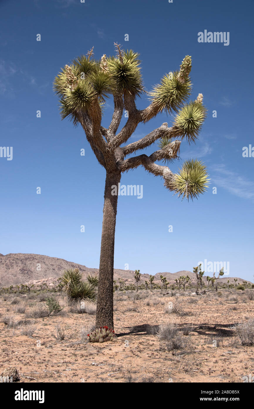Der Joshua-Tree-Nationalpark ist eine Wüstenlandschaft im Südosten Kaliforniens, die den der Übergang Mojave-Wüste Colorado-Wüste und der bil Banque D'Images