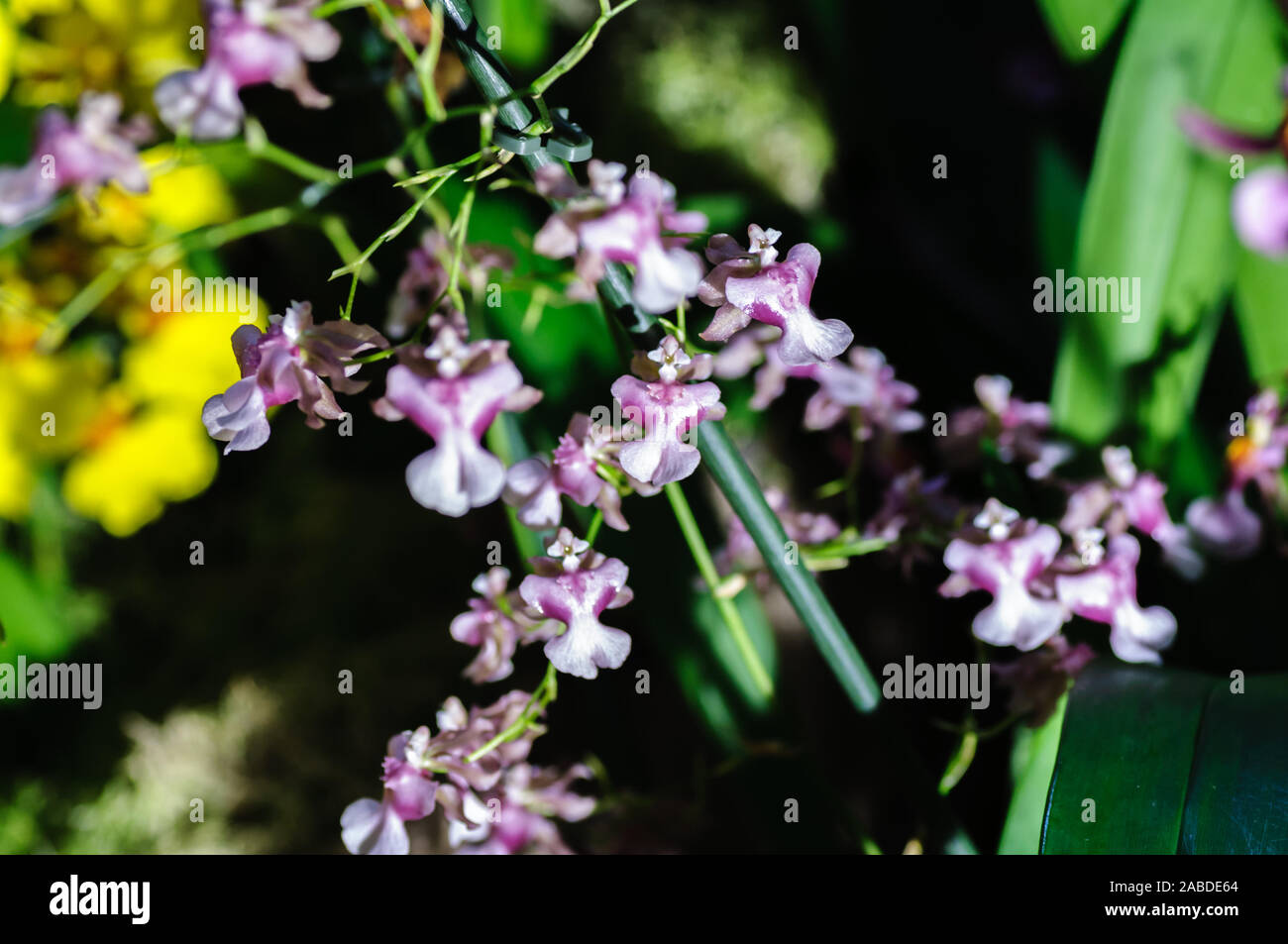 Orchidée fleur pourpre accroché sur les branches dans la maison de verre Banque D'Images