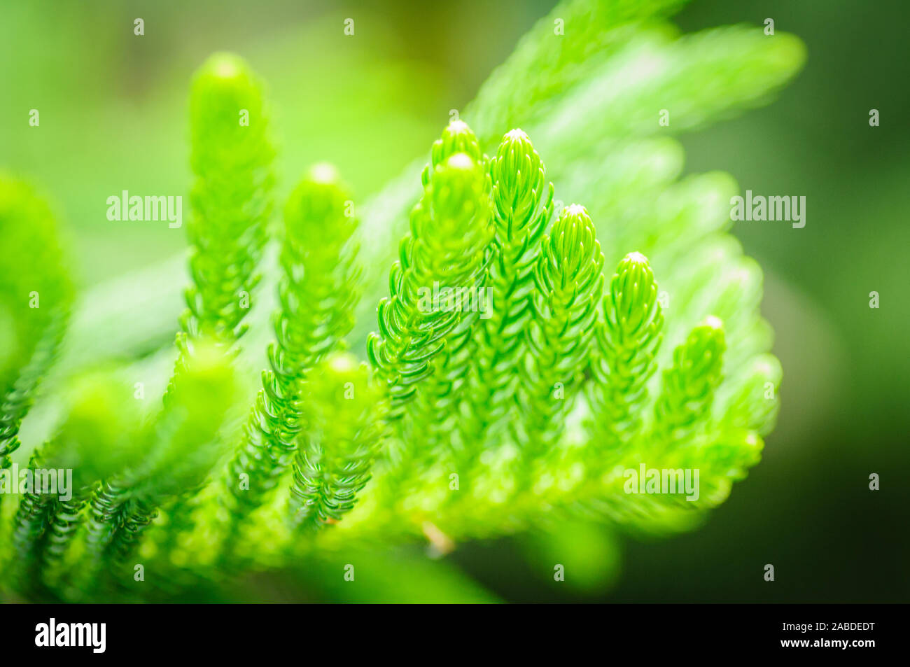 Close up green cook de pin ,Araucaria columnaris Banque D'Images