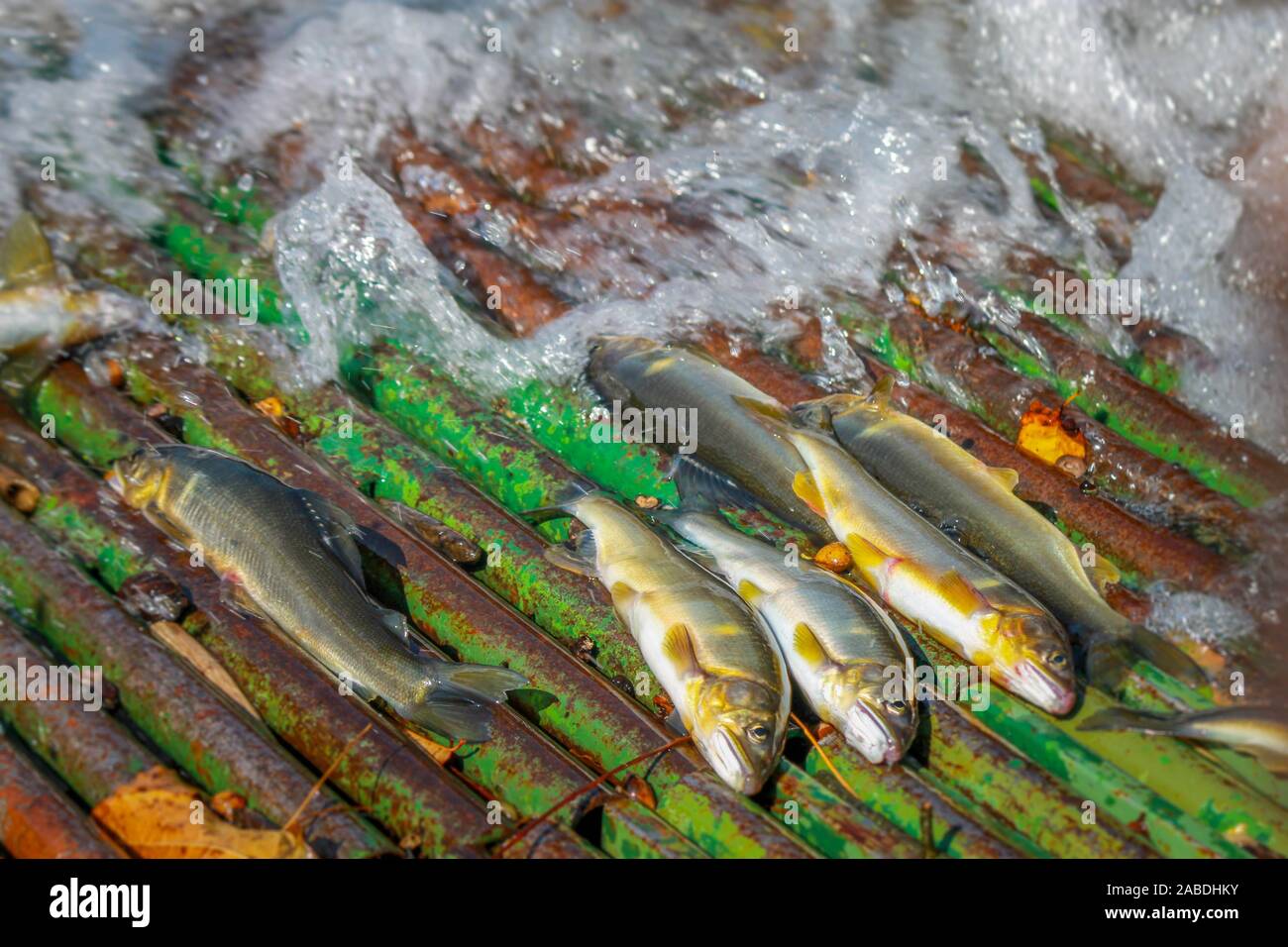 Sweetfish capturés par pêche Yana.Ayu poisson pris par Yana.pêche Blog Japon Kinugawa Banque D'Images