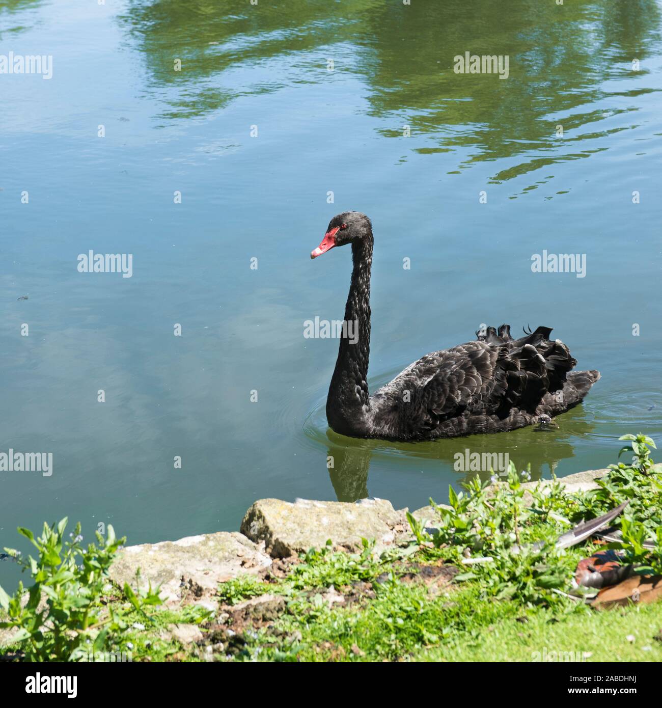 Un seul cygne noir au Château de Leeds. La natation sur le lac/douves près de la côte rocheuse sur une journée ensoleillée. Importé de l'Australie. Copier l'espace. Banque D'Images