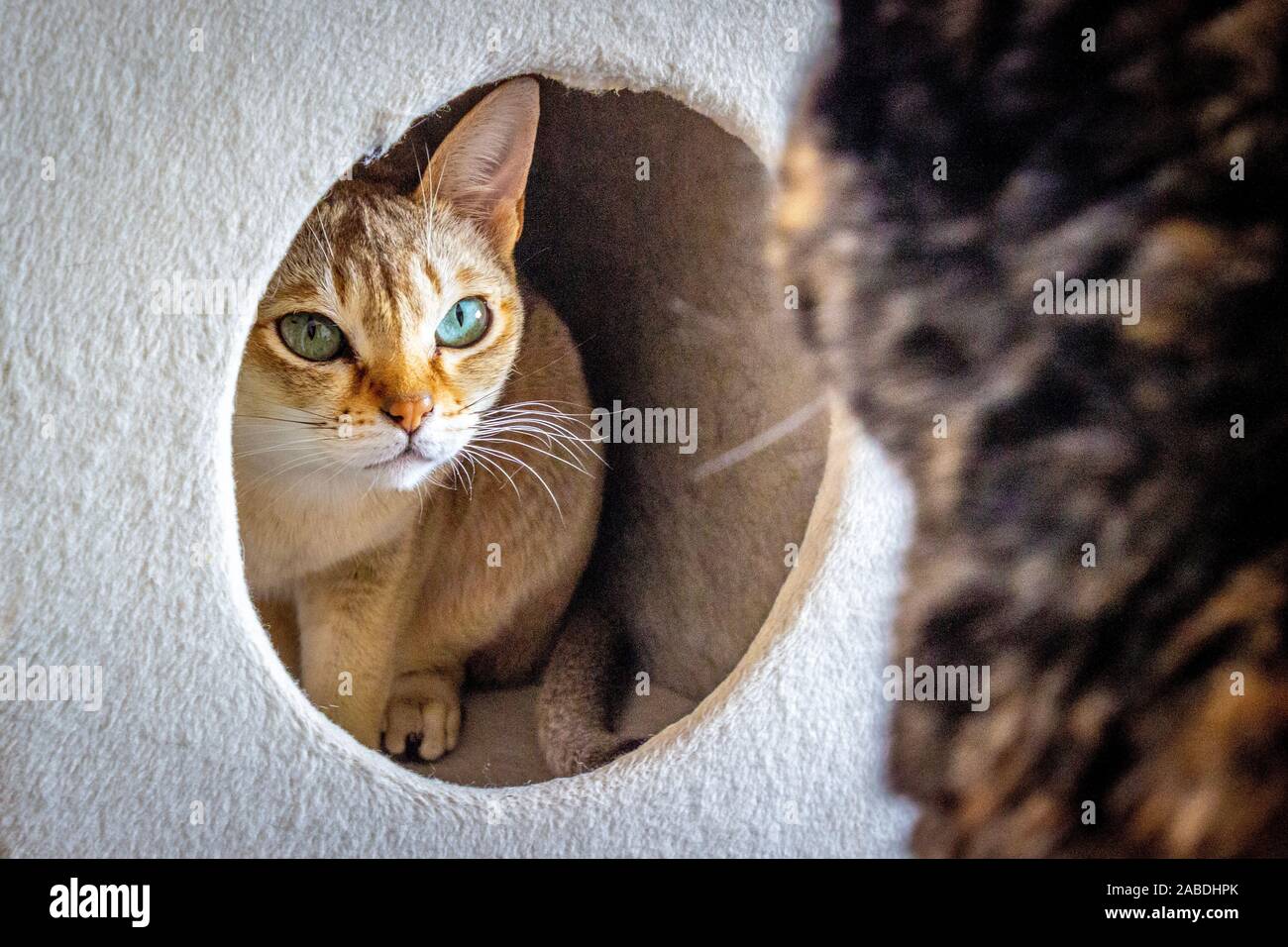 Singapura, un chat se cache dans la maison des chats et à la recherche à un  autre chat Photo Stock - Alamy