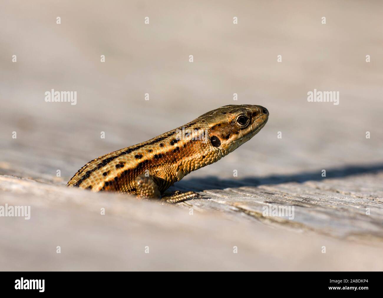 Waldeidechse (Zootoca vivipara, Bergeidechse) Banque D'Images