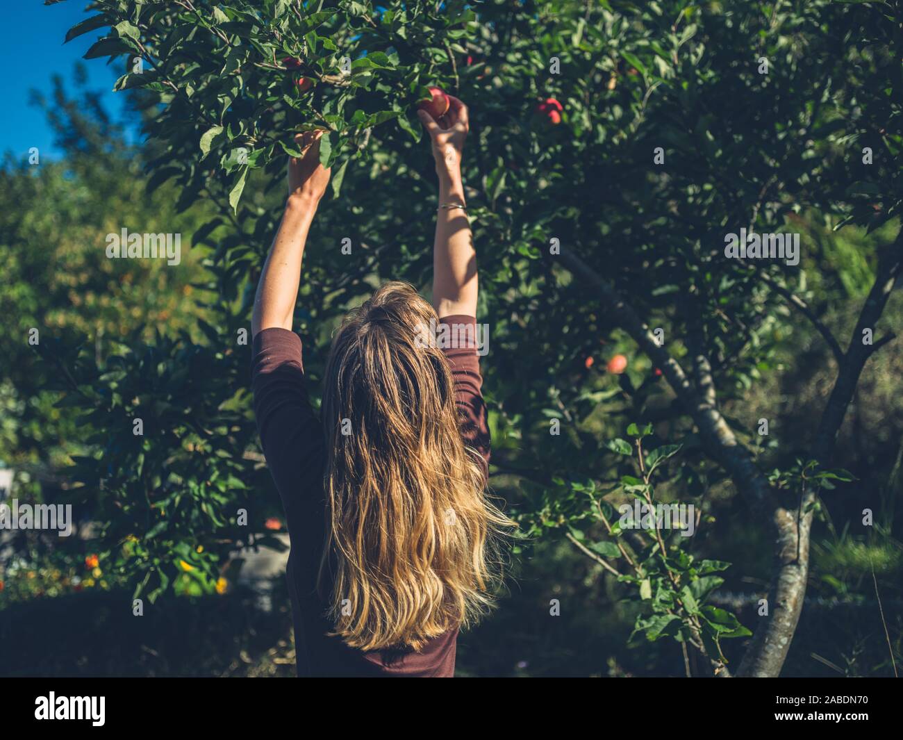 Une jeune femme est la cueillette des pommes sur une journée ensoleillée Banque D'Images