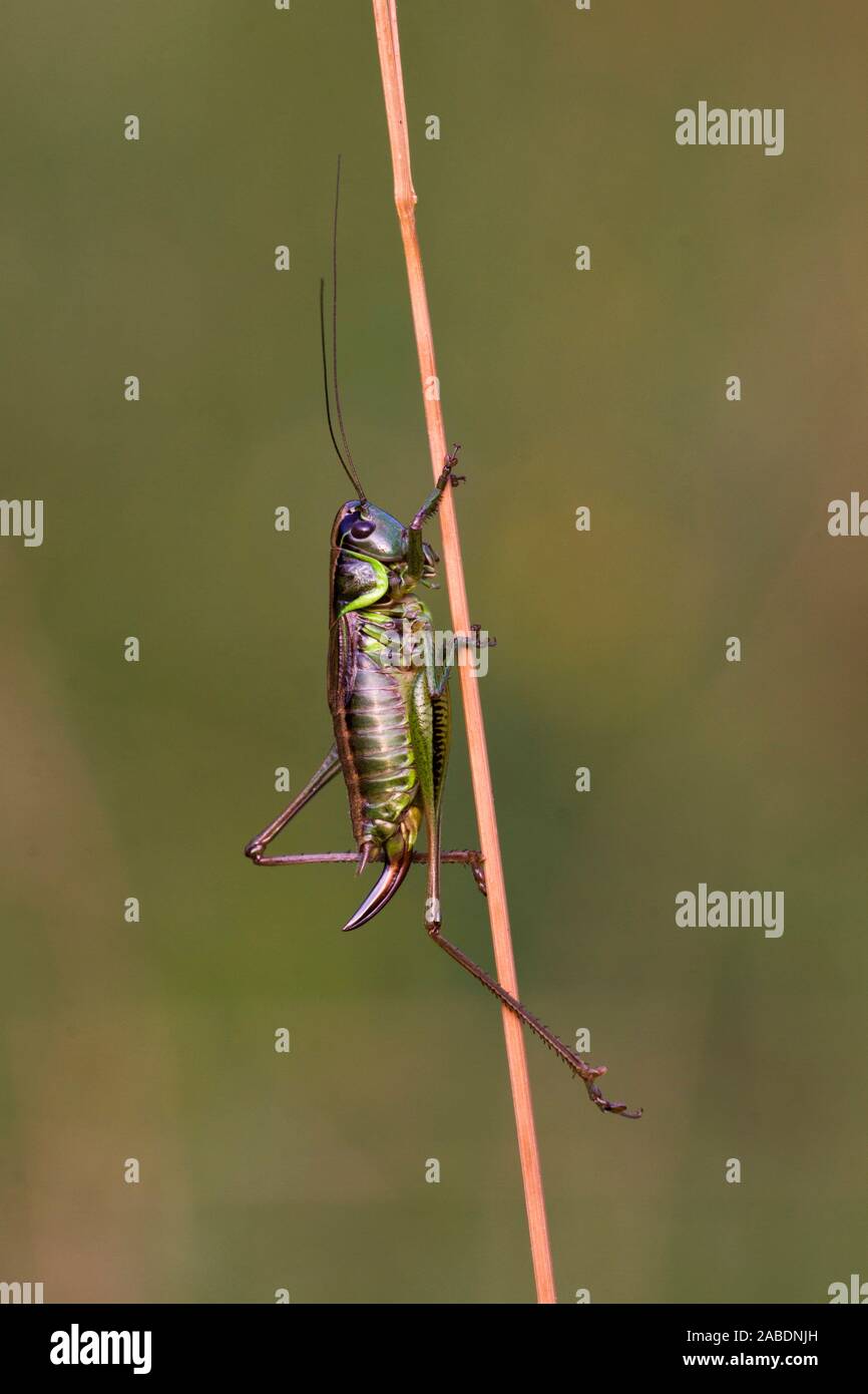 Roesels (Metrioptera roeselii) Beißschrecke Weibchen Banque D'Images