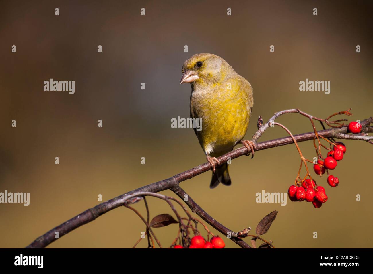 (Grünfink Carduelis chloris) Banque D'Images