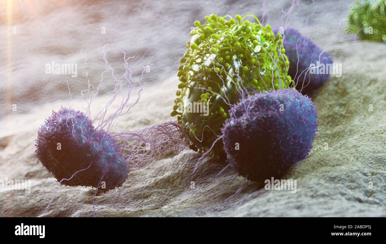 Rendu 3D précis médicalement illustration d'une cellule de cancer d'être attaqués par les leucocytes Banque D'Images