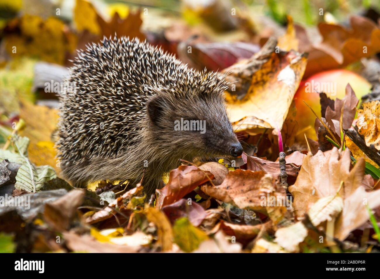 Igel (Erinaceus europaeus) Banque D'Images