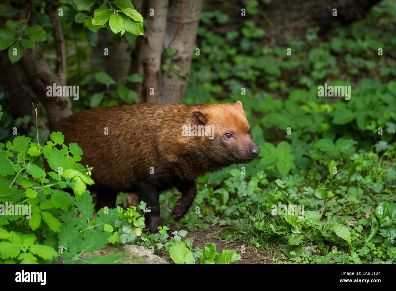 Waldhund (Speothos venaticus) Banque D'Images