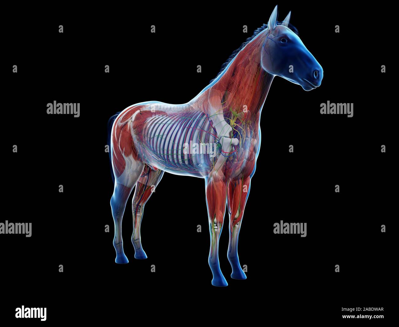 Rendu 3D de l'anatomie anatomie équine Banque D'Images