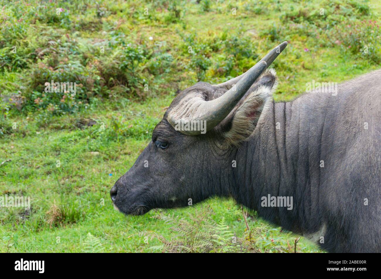 Wild Water buffalo fermer à fond vert Banque D'Images
